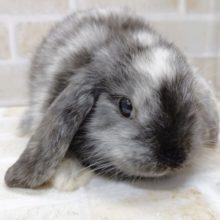 耳ながっ！　ロップイヤーラビット　白黒　2021年05月17日