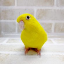 まっ黄色！　サザナミインコ☆ルチノー（赤目）　2021年06月21日