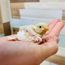 食欲旺盛♪白文鳥さん入舎です!!