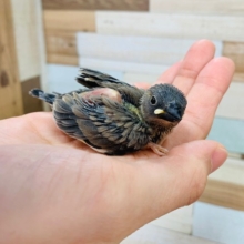 定番カラーの人気色♪桜文鳥さん☆