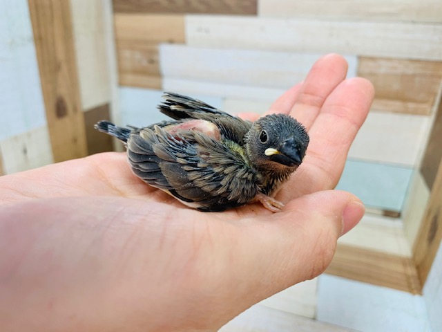 定番カラーの人気色♪桜文鳥さん☆