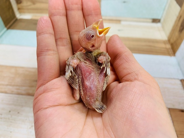 まだつるんつるん!!人気カラーのシナモン文鳥さん☆