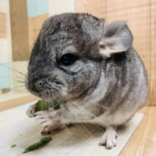 小さいけど食いしん坊！チンチラ(ノーマル)さん♪