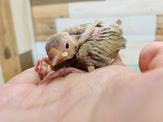 シナモン文鳥