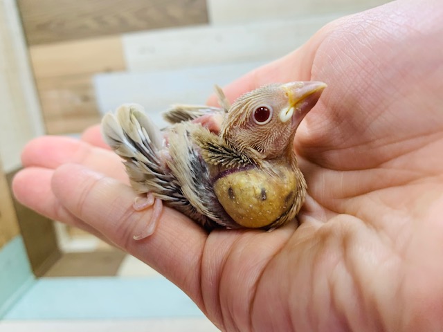 人気の文鳥さん！シナモンカラー☆