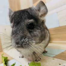 実は甘えんぼ?!チンチラくん(ノーマル)入舎☆