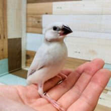手や肩に乗ります♪シルバー文鳥さん!!