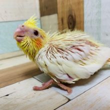 大人気カラー☆オカメインコのルチノー♡
