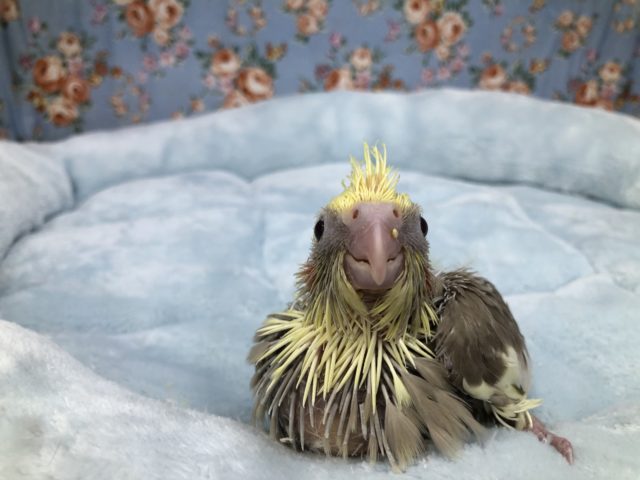 オカメインコ