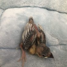 いぶし銀です　シルバー文鳥　５／１２投稿