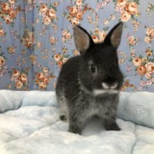 ネザーランドドワーフさん来ました～　５／１２投稿