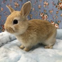 ネザーランドドワーフオレンジです　５／１２投稿