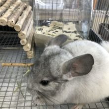 お腹に腹巻？　チンチラパイドの紹介です　５／１４投稿