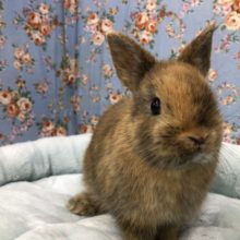 ムチムチネザーランドドワーフです　５／２１撮影