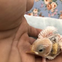 人気者ー！白文鳥です　５／２１撮影