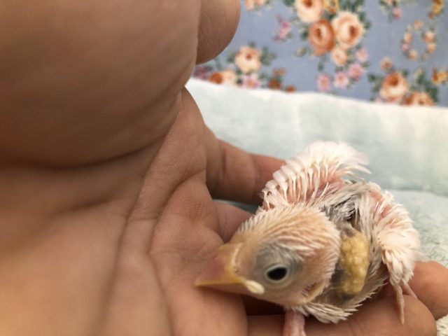 人気者ー！白文鳥です　５／２１撮影