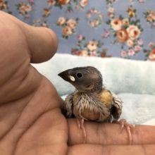 ど定番　桜文鳥です　５／２１撮影