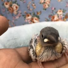 またまたいぶし銀ですね　５／２１撮影