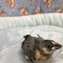 定番人気　桜文鳥　５／２８撮影