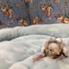 こちらも定番ですね　白文鳥　５／２８撮影