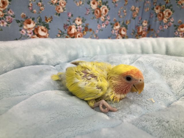 コザクラインコ（小桜インコ）