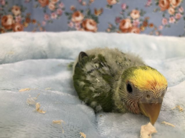 コザクラインコ（小桜インコ）