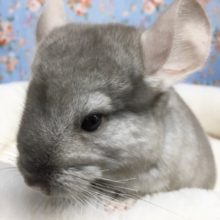 チンチラ（シナモン）女の子　２０２１年３月生まれ