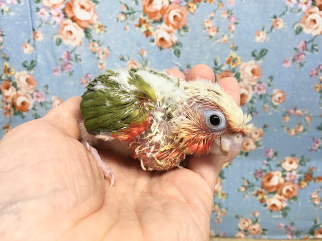 ホオミドリウロコインコ