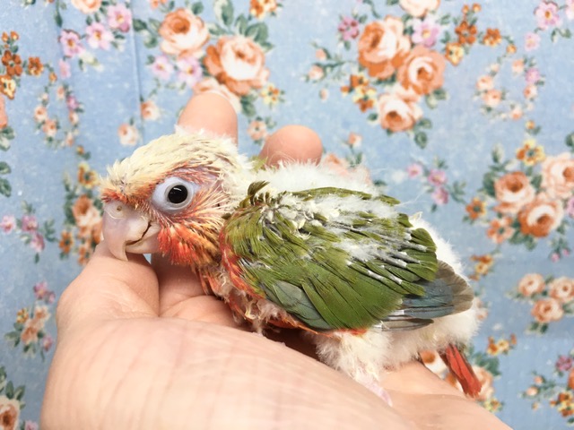 ホオミドリウロコインコ