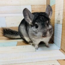 もふもふのコロコロ♡チンチラ(グレー)ちゃん♪