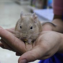 ベビーですが馴れてます☆デグーサンド・女の子！