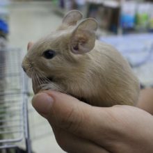 ベタ馴れな予感☆デグーサンド・男の子！