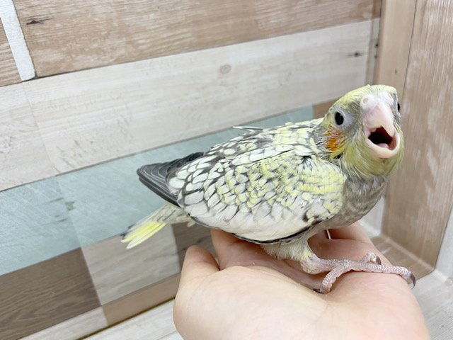 オカメインコ