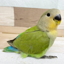 むちむちかわいい♡コザクラインコヒナ(オレンジフェイス)