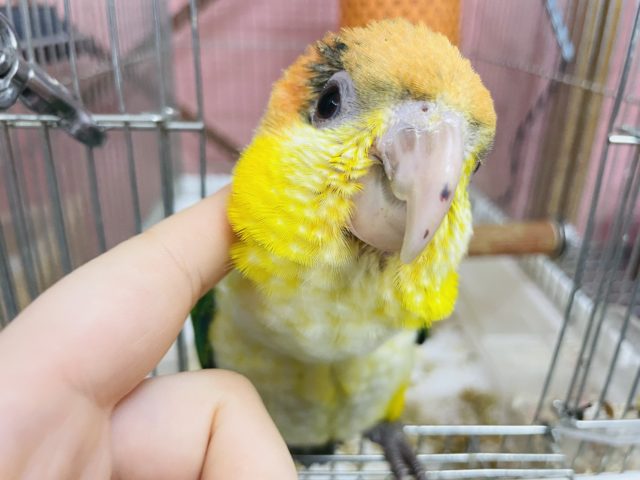 シロハラインコ