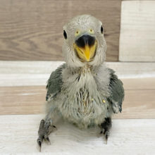 素敵なモデルさん♡コザクラインコヒナ(ブルーチェリー)