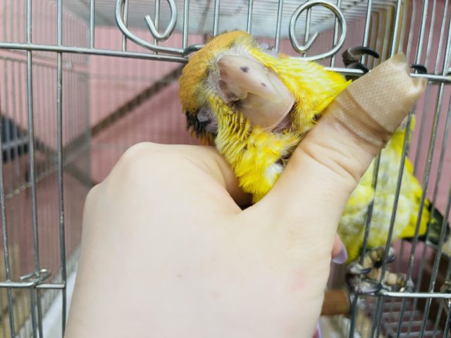 シロハラインコ