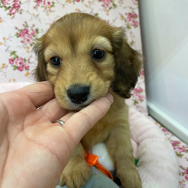 ミニチュアダックス