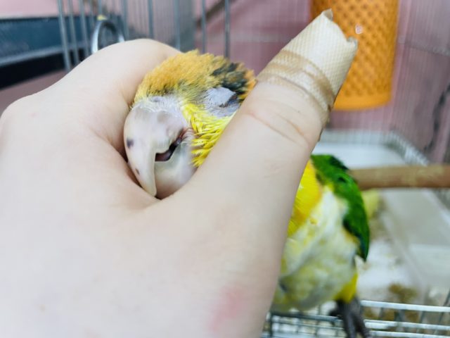 シロハラインコ