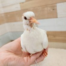 再来！！ギンバトさん入荷しました。