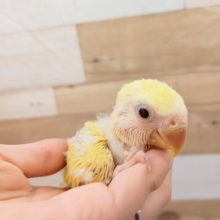 コザクラインコのヒナ(シナモン)入荷しました♪
