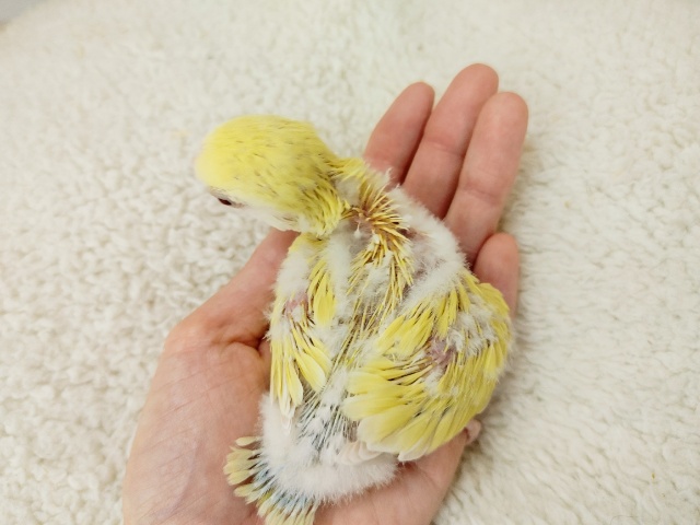 コザクラインコ（小桜インコ）