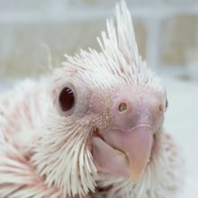 真っ白のオカメ。ピュアホワイト