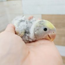 綺麗な色です！！コザクラインコさん(モーブパイド)💓