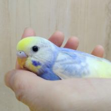 メッチャ美カラー、美形のセキセイインコヒナ来ました！