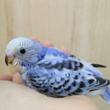 安心カラー、ブルーオパーリンセキセイインコヒナ来ました！