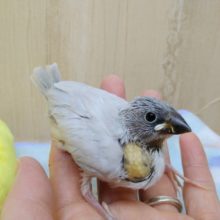 渋カッコイイ！シルバー文鳥ヒナ来ました〜