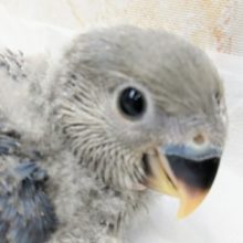 コザクラインコ バイオレット