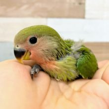 コザクラインコさん(ノーマル)入荷しました♪