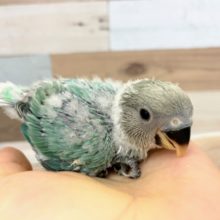 コザクラインコさん(ブルーチェリー)入荷しました♪